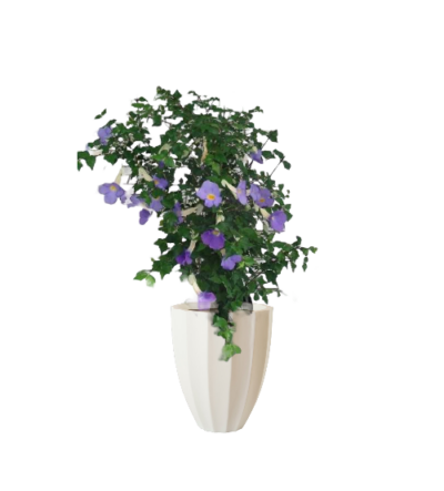 Bushclock Vine